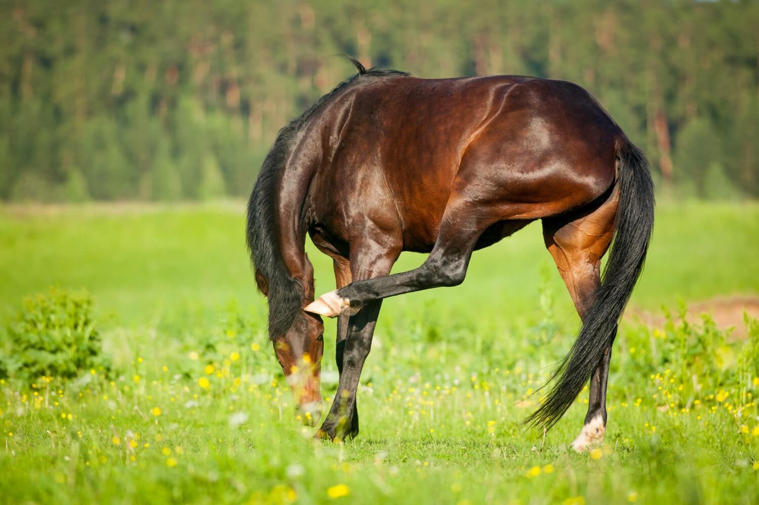 Brun häst på sommaräng